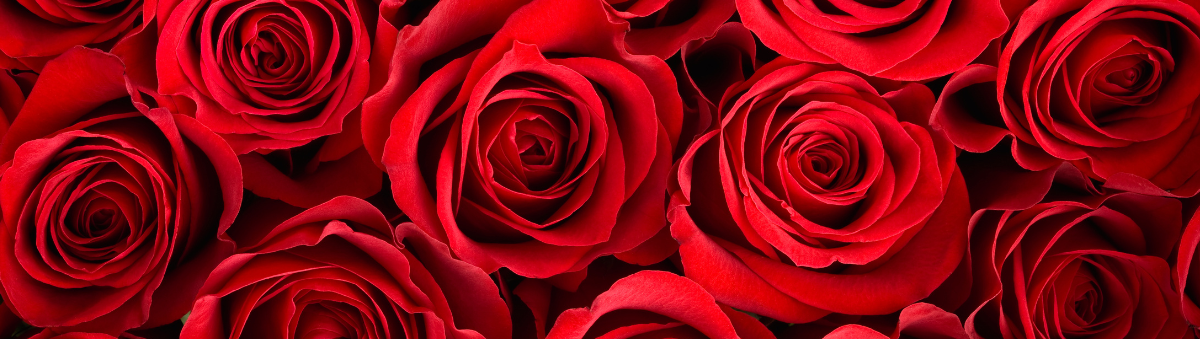 July Rose Special